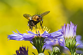 Tachinid Fly (Tachina fera) on flower, Jean-Marie Pelt Botanical Garden, Nancy, Lorraine, France