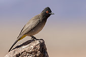 African Red-eyed Bulbul (Pycnonotus nigricans) on rock, Namib Rand Familie Hideout, Namibia