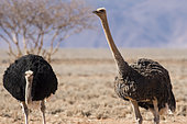 Ostrich (Struthio camelus) pair, Namib Rand Familie Hideout, Namibia