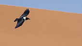 Pied Crow (Corvus albus) flying over the dunes, Sesriem, Namib Desert, Namibia