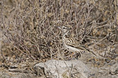 Large-billed Lark (Galerida magnirostris) on rock, Etosha, Namibie