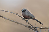 Black-faced Waxbill (Brunhilda erythronotos) on a branch, Namibia