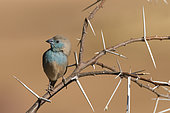 Blue Waxbill (Uraeginthus angolensis) on a branch, Namibia