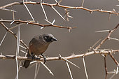 Black-faced Waxbill (Brunhilda erythronotos) on a branch, Namibia