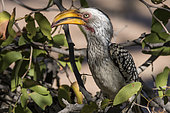 Southern Yellow-billed Hornbill (Tockus leucomelas) on a branch, Vingerklip, Namibia