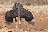Ostrich (Struthio camelus) female, Etosha, Namibia