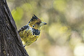 Crested barbet (Trachyphonus vaillantii) on a branch, Botswana-Namibia