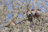 Red-headed finch (Amandina erythrocephala) on a branch, Etosha, Namibia
