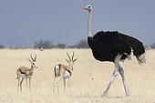 Ostrich (Struthio camelus) male and Springbok (Antidorcas marsupialis), Etosha, Namibia