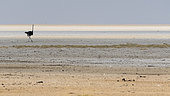 Ostrich (Struthio camelus) male, Etosha pan, Namibia