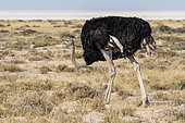 Ostrich (Struthio camelus) male, Etosha, Namibia