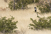 Pied Crow (Corvus albus) on a branch, Etosha, Namibia
