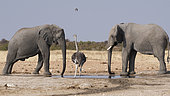 Ostrich (Struthio camelus) and African bush elephant (Loxodonta africana), Etosha, Namibia