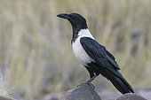 Pied Crow (Corvus albus) on a rock, Palmwag, Namibia