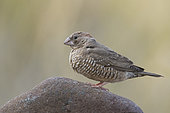 Red-headed finch (Amandina erythrocephala) on rock, Palmwag, Namibia
