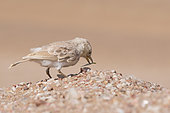 Dune lark (Calendulauda erythrochlamys) on sand, Swakopmund, Namib desert, Namibia