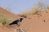 Pied Crow (Corvus albus) on a branch, Sossusvlei, Namib Desert, Namibia