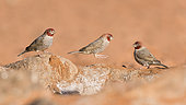 Red-headed finch (Amandina erythrocephala) on rock, Namib Rand Familie Hideout, Namibia