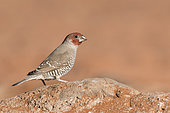 Red-headed finch (Amandina erythrocephala) on rock, Namib Rand Familie Hideout, Namibia