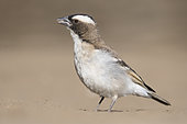 White-browed Sparrow-weaver (Plocepasser mahali) on ground, Daan Viljoen Nature Reserve (Windhoeck), Namibia