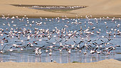 Greater Flamingo (Phoenicopterus roseus) in desert, Namibia