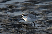 Chestnut-banded plover (Charadrius pallidus) on mudflat, Namibia