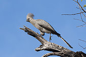 Grey go-away-bird (Crinifer concolor) on a branch, Namibia