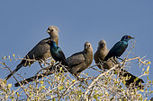 Grey go-away-bird (Crinifer concolor) and Red-shouldered Glossy-Starling (Lamprotornis nitens) on a branch, Etosha, Namibia