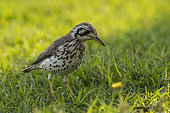 Groundscraper thrush (Psophocichla litsitsirupa) in grass, Etosha, Namibia