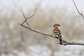 African Hoopoe (Upupa epops africana) on a branch, Etosha, Namibia