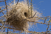 White-browed Sparrow-weaver (Plocepasser mahali) nest, Okonjima private game reserve, Namibia