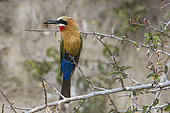 White-fronted bee-eater (Merops bullockoides) on a branch with prey, Drotsky cabin, Okavango, Botswana