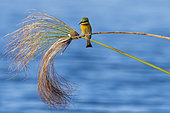 Little bee-eater Merops pusillus) on a papyrus, Okavango, Botswana