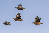 Burchell's Sandgrouse (Pterocles burchelli) group in flightl, Etosha, Namibia