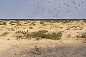 Greater kudu (Tragelaphus strepsiceros) and Burchell's Sandgrouse (Pterocles burchelli) group in flightl, Etosha, Namibia