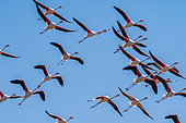 Greater Flamingo (Phoenicopterus roseus) group in flight, Skeleton coast, Namibia