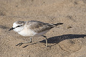 White-fronted Plover (Charadrius marginatus) walking on sand, Cape Cross,