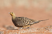 Namaqua Sandgrouse (Pterocles namaqua) on ground, Namib Rand Familie Hideout, Etosha, Namibia