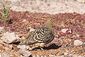 Namaqua Sandgrouse (Pterocles namaqua) male on ground, Namib Rand Familie Hideout, Etosha, Namibia
