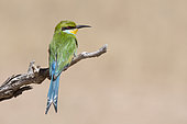 Swallow-tailed bee-eater (Merops hirundineus) on a branch, Kgalagadi Transfrontier Park