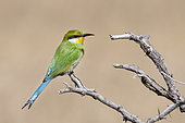Swallow-tailed bee-eater (Merops hirundineus) on a branch, Kgalagadi Transfrontier Park