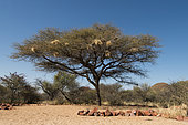 White-browed Sparrow-weaver (Plocepasser mahali) nests, Okonjima private game reserve, Namibia