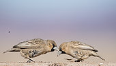 Social-weaver (Philetairus socius) on ground, Namib Rand Familie Hideout, Namibia