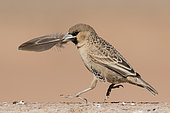 Social-weaver (Philetairus socius) with a feather in its beak, Namib Rand Familie Hideout, Namibia