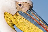 Great white Pelican (Pelecanus onocrotalus) portrait, Namibia