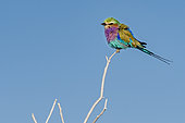 Lilac-breasted Roller (Coracias caudata) on a branch, Etosha, Namibia