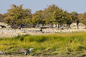 Kori bustard (Ardeotis kori) in front of a mopane forest (Colophospermum mopane), Etosha, Namibia