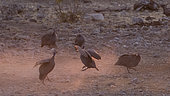Helmeted Guineafowl (Numida meleagris) in dust, Etosha, Namibia