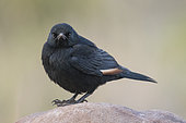 Pale-winged Starling (Onychognathus nabouroup) on rock, Palmwag, Namibia