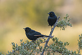 Pale-winged Starling (Onychognathus nabouroup) on a branch, Palmwag, Namibia